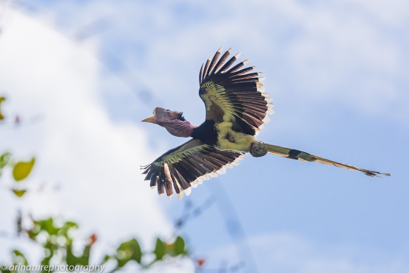 A helmeted hornbill